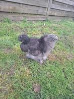 Usa zijdehoen haan, Dieren en Toebehoren, Mannelijk, Kip