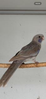 Penant pop van 2025, Dieren en Toebehoren, Vogels | Parkieten en Papegaaien, Vrouwelijk, Parkiet, Geringd