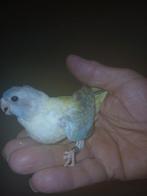 perruche splendide apprivoisée à la main, Animaux & Accessoires, Oiseaux | Perruches & Perroquets, Femelle, Perruche, Domestique