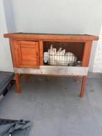 Lapin a donner avev cage, Dieren en Toebehoren, Ophalen, Zo goed als nieuw, Kooi, Konijn