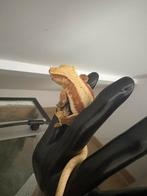 0.1 Lily White Wilpergekko | Gecko à crete reproducteur, Animaux & Accessoires, Lézard, 3 à 6 ans