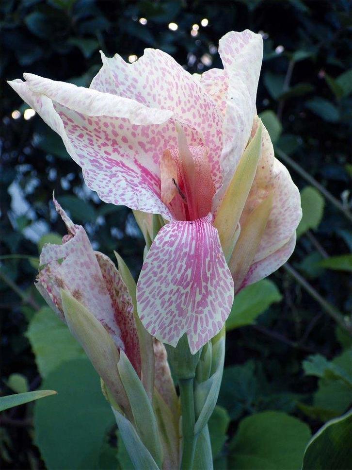 Overschot Gezonde Tuinplanten aan €.1,00/pot, Tuin en Terras, Planten | Tuinplanten, Vaste plant, Overige soorten, Volle zon, Zomer