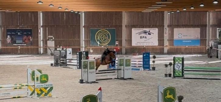 6 jarige springpaard zangersheide, Animaux & Accessoires, Chevaux