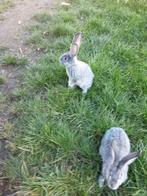 Jonge vlaamse reuzen