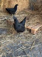 2 ayam cemani hennen te koop, Dieren en Toebehoren, Pluimvee, Vrouwelijk, Kip