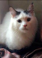 Maine Coon kittens, Plusieurs animaux, Vermifugé, 0 à 2 ans