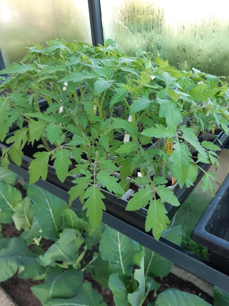 Tomatenplanten, Ophalen, Volle zon, Groenteplanten, Eenjarig