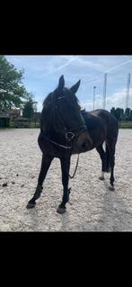 Hoofdstel zwart HFI, Dieren en Toebehoren, Ophalen of Verzenden, Zo goed als nieuw, Recreatie