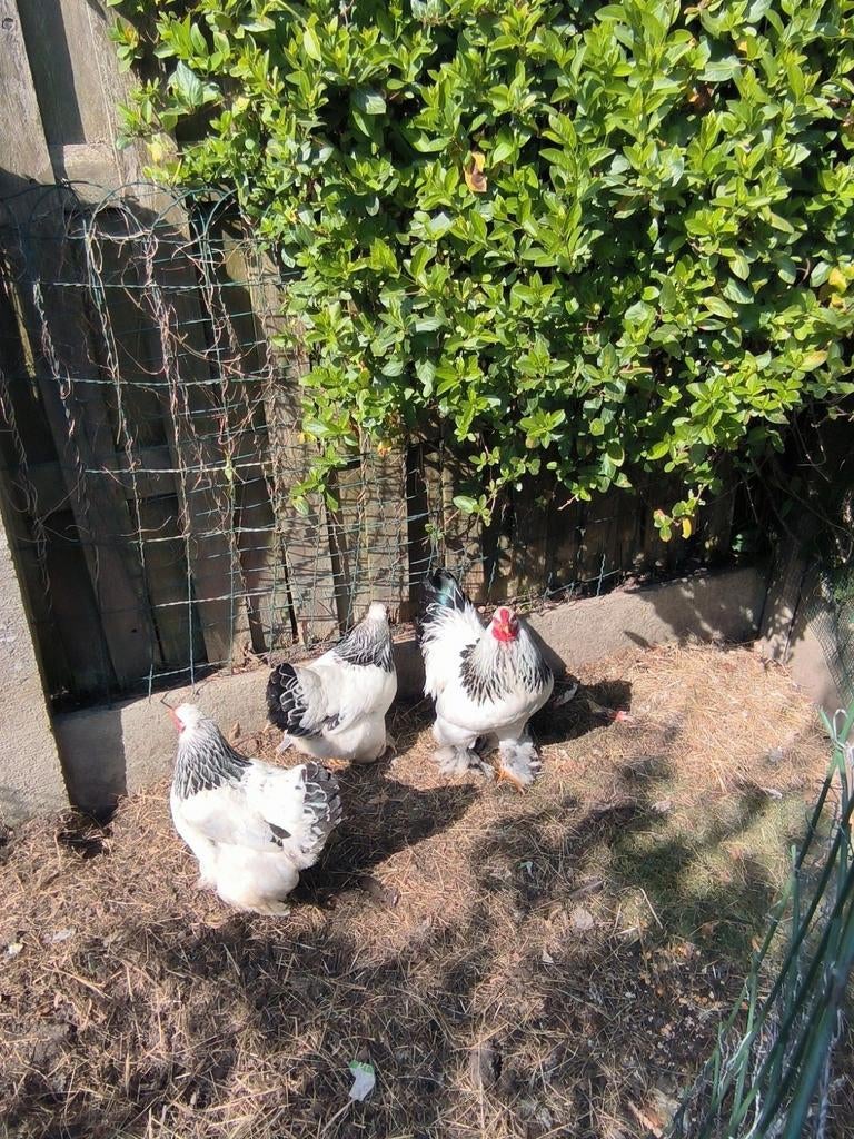 Broedeieren Brahma kriel Columbia zwart wit kippen, Dieren en Toebehoren, Pluimvee, Geslacht onbekend, Kip