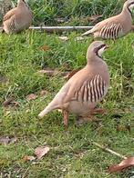 Chukar patrijzen, Plusieurs animaux, Oiseau tropical, Bagué