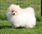 Pomeriaan pup, Dieren en Toebehoren, Parvo, België, Keeshond, Reu