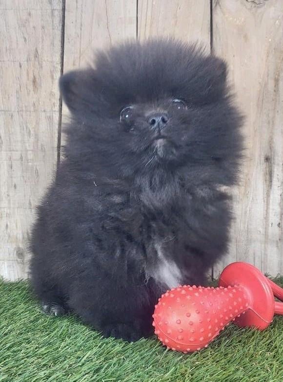 Chiot de Poméranie/Chiot pygmée/petit loulou /Chiot à p, Loulou, Plusieurs, Hépatite contagieuse (maladie de Rubarth), Belgique