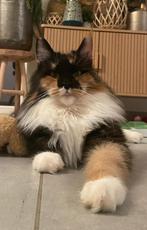 Black tortie, Chatte ou Chat, Avec pedigree, 3 à 5 ans