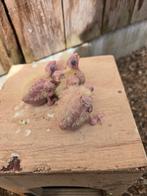 Jonge valkparkieten te reserveren, Dieren en Toebehoren, Vogels | Parkieten en Papegaaien