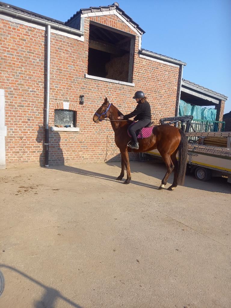 Hongre, Animaux & Accessoires, Chevaux, Hongre, Ne s'applique pas, 165 à 170 cm, 3 à 6 ans, Cheval de récréation, Avec pedigree