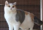 Sisi,een tricolor brits korthaar poes, Dieren en Toebehoren, Katten en Kittens | Raskatten | Korthaar, Poes, Met stamboom, 3 tot 5 jaar