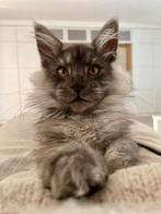Maine Coon kittens beschikbaar!, Dieren en Toebehoren, Meerdere dieren, Gechipt, 0 tot 2 jaar