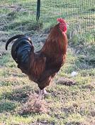 Boerderij haan, Dieren en Toebehoren, Pluimvee, Kip, Mannelijk