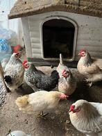 Poules pondeuses, Animaux & Accessoires, Femelle, Poule ou poulet