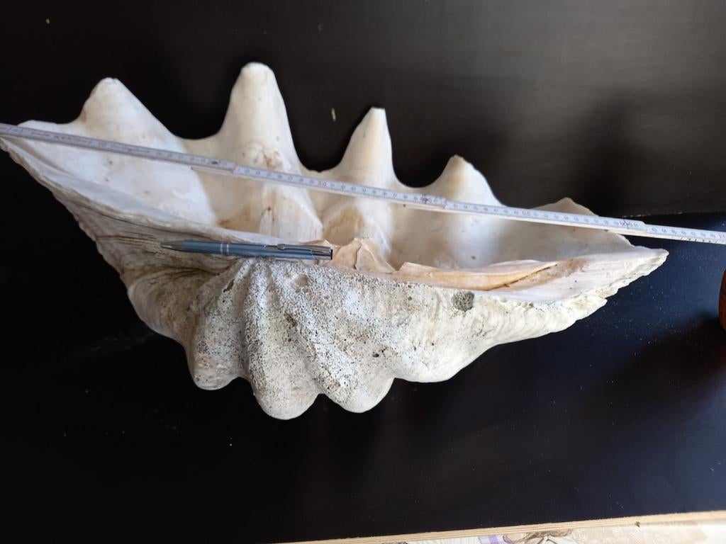Doopvontschelp tridacna gigas  65 cm, Verzamelen, Ophalen