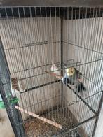 2 valkparkieten, Dieren en Toebehoren, Vogels | Parkieten en Papegaaien