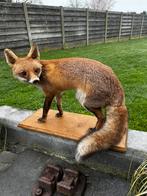 Vos taxidermie, Ophalen