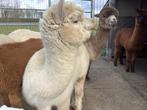 witte jonge alpaca merrie met stamboek, Dieren en Toebehoren, Schapen, Geiten en Varkens, Vrouwelijk, 0 tot 2 jaar