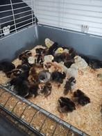 Eendagskuikens te koop, Dieren en Toebehoren