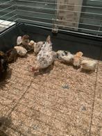 Serama kuikentjes +3 weken oud. Kleine B klasse, Kip