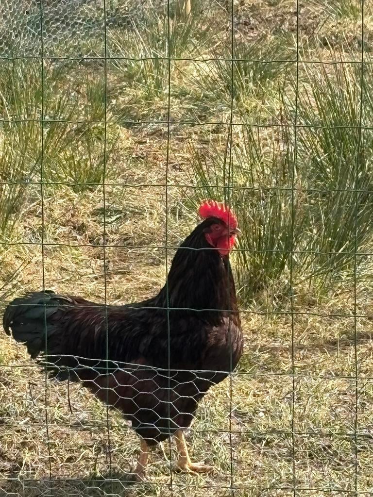 Broedeieren kippen – ISA Brown/Sussex /Harco mix ( kruising), Sexe inconnu, Poule ou poulet