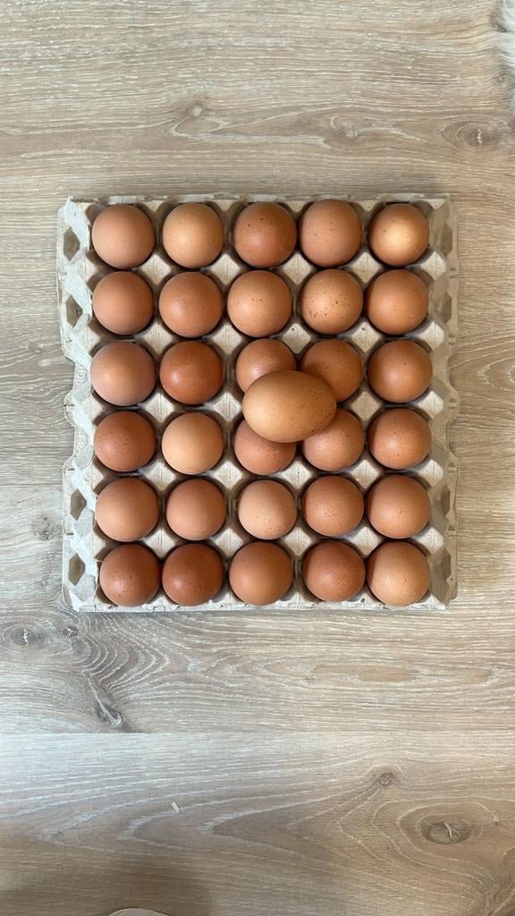 Verse vrije-uitloop hoeve-eieren, Animaux & Accessoires, Volatiles