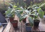 Loquat bomen/Japanse mispel bomen (per stuk voor 5 euro), Tuin en Terras, Ophalen