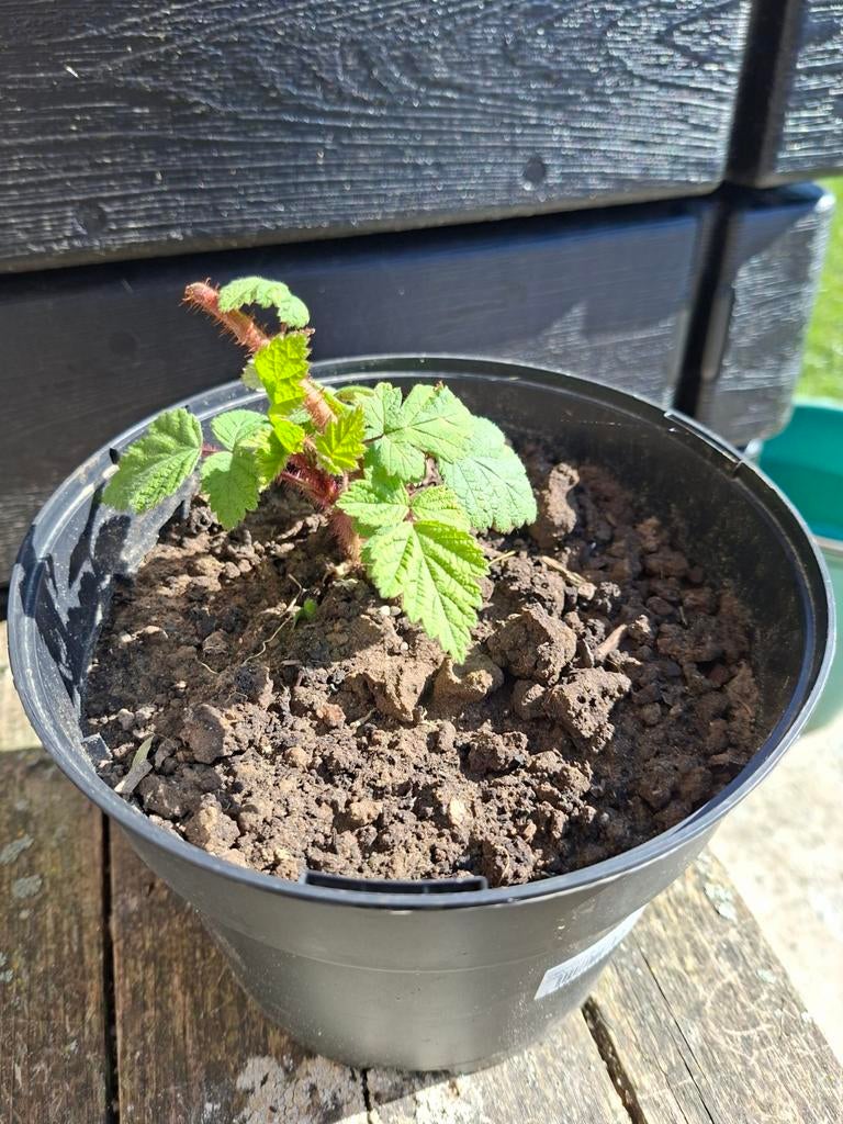 Japanse wijnbes, Tuin en Terras, Ophalen