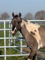 Prachtige Paint, Dieren en Toebehoren, Hengst