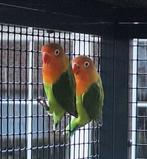 2 jonge agapornis fischefie wildkeur te koop, Dieren en Toebehoren, Dwergpapegaai of Agapornis, Geringd