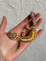 Bold bell luipaardgekko vrouw, Hagedis, Tam, 0 tot 2 jaar