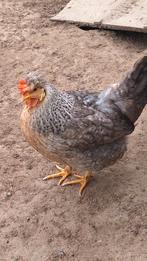 Cream legbar hen, Vrouwelijk, Kip