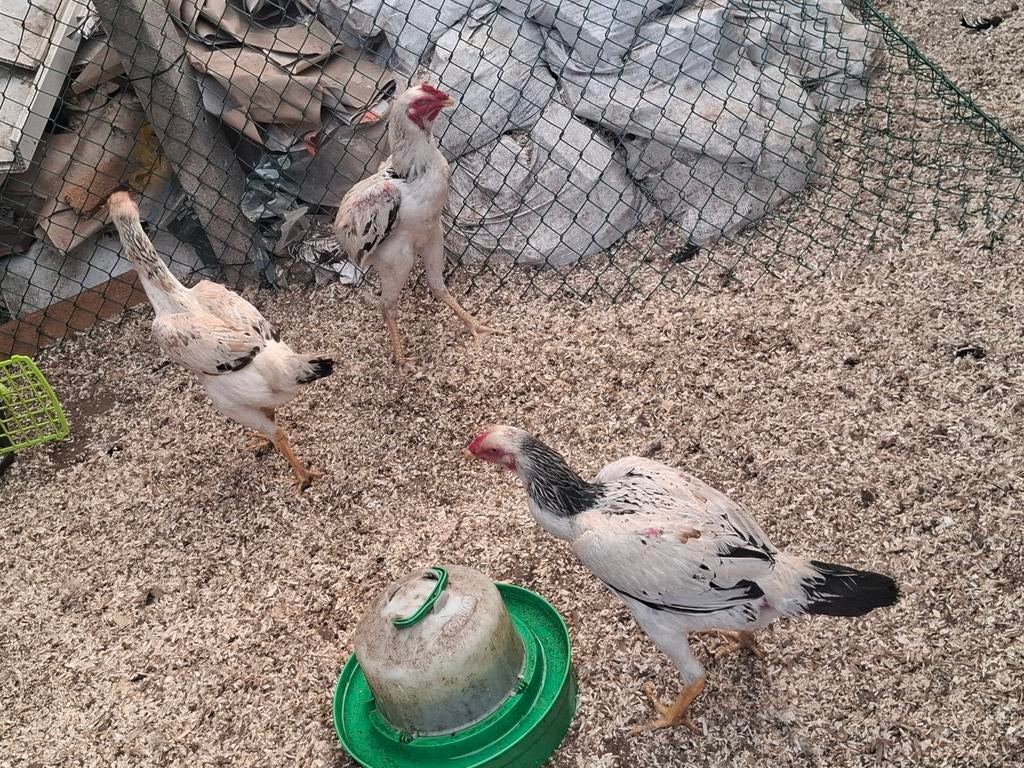 Trio shamos, Dieren en Toebehoren, Pluimvee