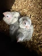 Pyrrhura Molinae (bébé), Animaux & Accessoires, Oiseaux | Perruches & Perroquets, Sexe inconnu, Perroquet nain ou Inséparable