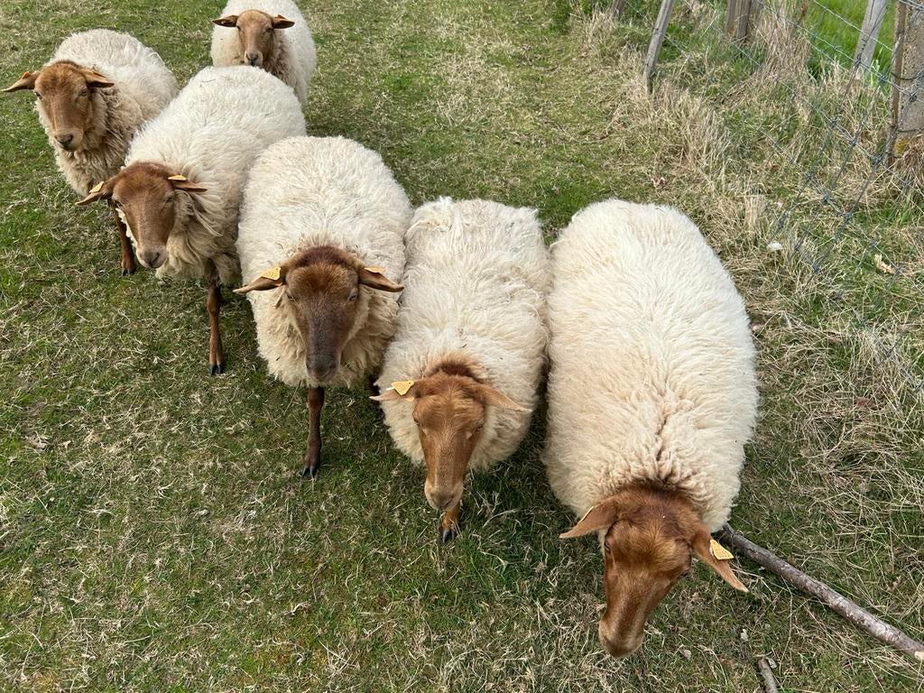 Ooien jaarlingen Ardense voskop, Dieren en Toebehoren, Vrouwelijk, Schaap, 0 tot 2 jaar