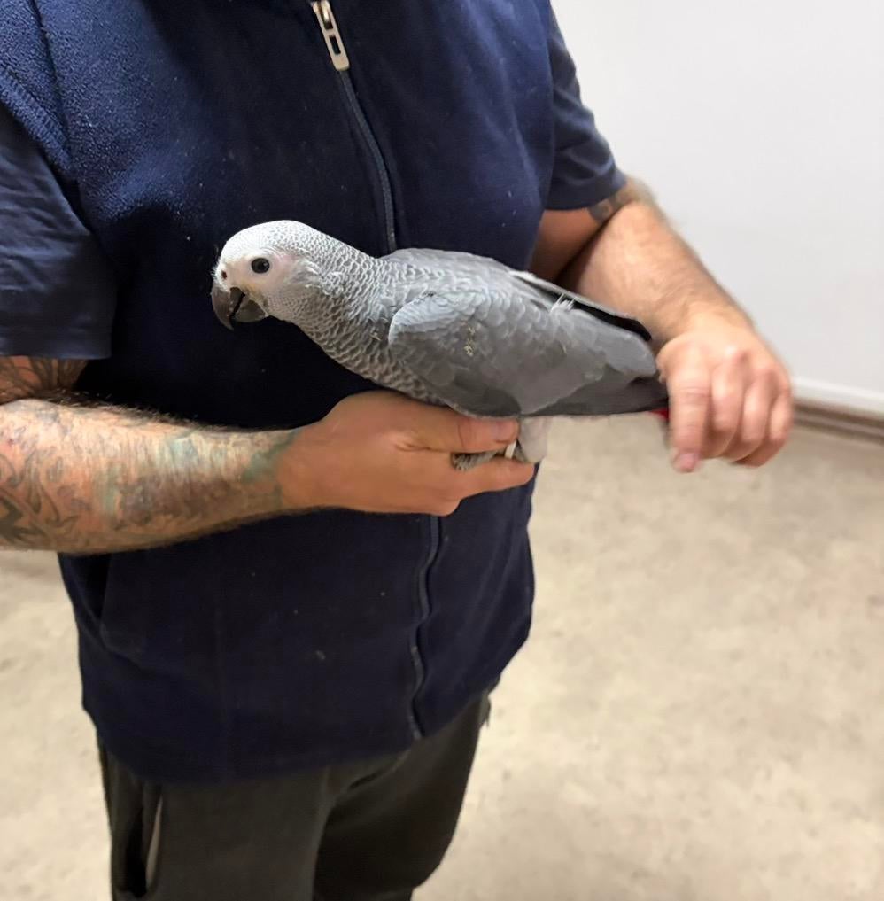 Superbe gris du Gabon de 3 mois EAM, Animaux & Accessoires, Oiseaux | Perruches & Perroquets, Plusieurs animaux, Perroquet, Bagué