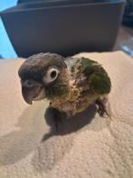 Handtamme Pyrrhura, Dieren en Toebehoren, Geslacht onbekend, Parkiet, Geringd