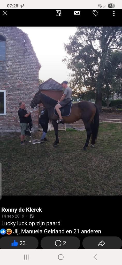 wandelpaard, Dieren en Toebehoren, Paarden, Ruin, 170 tot 175 cm, 11 jaar of ouder, Springpaard, Met stamboom
