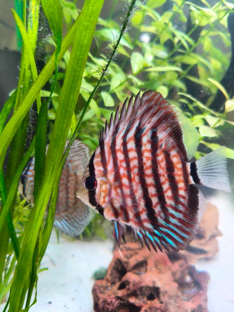 Discus, Dieren en Toebehoren, Vissen | Aquariumvissen