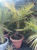 Trachycarpus Fortunei winterharde palmboom, Tuin en Terras, Ophalen