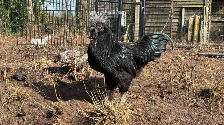 Broedeieren mix, Animaux & Accessoires, Volatiles