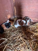 3 super schattige cavia’s, Cavia, April, Meerdere dieren, Tam