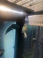 Kweekkoppel KAKARIKIS 2024, Dieren en Toebehoren, Vogels | Parkieten en Papegaaien, Meerdere dieren, Parkiet, Geringd