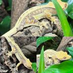 Gecko a crete wimpergecko crested gecko lilly white, Dieren en Toebehoren, Reptielen en Amfibieën