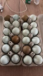 Legbar-eieren, Animaux & Accessoires, Femelle, Poule ou poulet